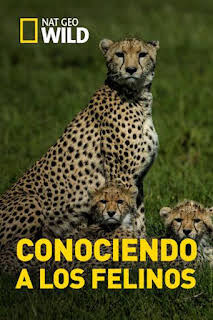 18:00: Conociendo a los felinos | Nat Geo Wild | 3/17 2026