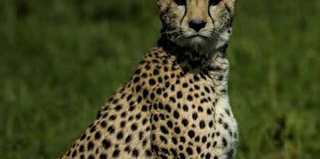 17:10: Conociendo a los felinos | Nat Geo Wild | 12/13 2025