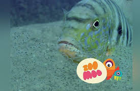 Growing Up: Baby Cichlid