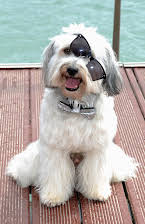 Pudsey as 