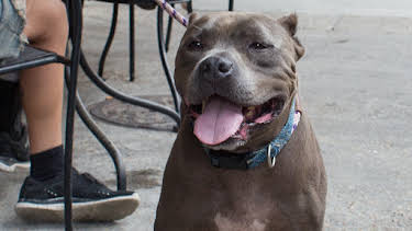 15:00: Pit Bulls & Parolees (S10 E2) (S10) | Animal Planet | 4/13 2026