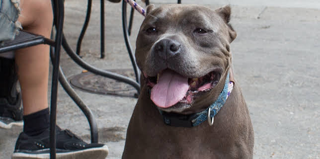 15:00: Pit Bulls & Parolees (S10 E2) (S10) | Animal Planet | 11/21 2025