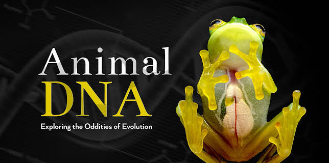 Animal DNA