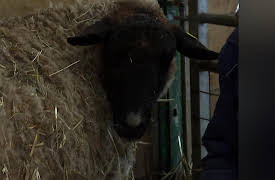 The Yorkshire Vet: Episode 1