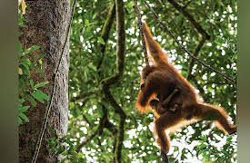 The National Geographic Guide to Landscape and Wildlife Photography: Orangutans: Photographing Animal Communities