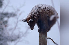 Wild Bear Rescue: The Elusive Ones