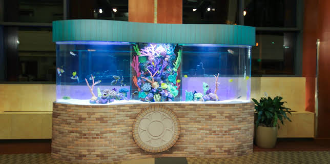 20:00: Akvariedesignerne (S4 E19) (S4) | Animal Planet | 12/21 2025