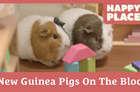 Happy Place: New Guinea Pigs On The Block