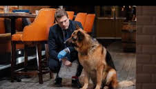 Hudson y Rex (T2): Ep.15 Perro viejo, trucos nuevos