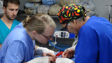 10:00 AM: Dr. Jeff: Rocky Mountain Vet (S3) | Discovery Channel | 6/20 2026