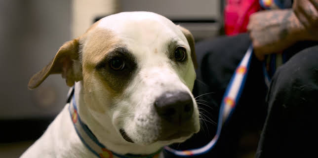 18:00: Dr. Jeff: Rocky Mountain Vet (S6 E7) (S6) | Animal Planet | 11/24 2025