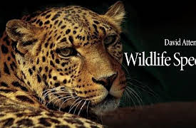 BBC Earth Wildlife Specials: Wildlife Specials: Lion - Spy in the Den