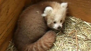 02:15: Panda, Gorilla & Co. (120) | RBB Fernsehen | 4/29 2026