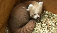 Panda, Gorilla & Co. (120)