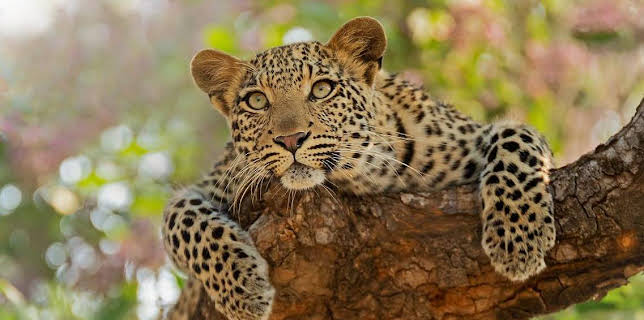 16:25: Grandes Documentales Las Caras Salvajes | LA 2 | 1/23 2026