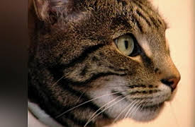 Understanding Cats: Communicating in Cat