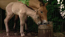 Elefant, Tiger & Co.