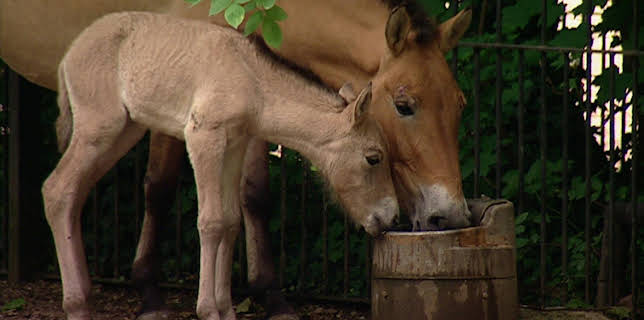 14:25: Elefant, Tiger & Co. | MDR Fernsehen | 12/9 2025