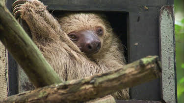 16:10: Elefant, Tiger & Co. (507) | Das Erste | 4/29 2026