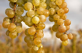 The Everyday Guide to Wines of California: Noble Whites - Sauvignon Blanc and Chardonnay
