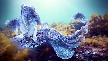 9:00 PM: Blue Planet II | BBC Four | 12/29 2025