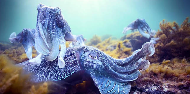 8:00 PM: Blue Planet II | BBC Four | 12/29 2025