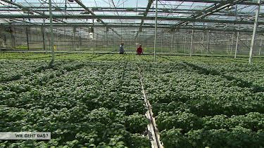 06:20: Wie geht das? Imperium der Küchenkräuter | Radio Bremen | 3/30 2026