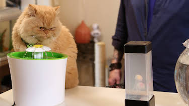 05:15: My Cat From Hell (S8 E8) (S8) | Animal Planet | 5/22 2026
