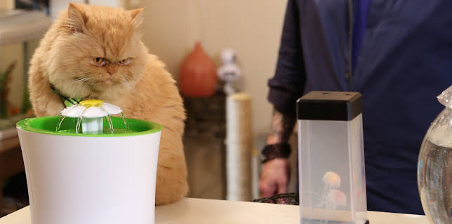 16:00: My Cat From Hell (S8 E8) (S8) | Animal Planet | 11/28 2025