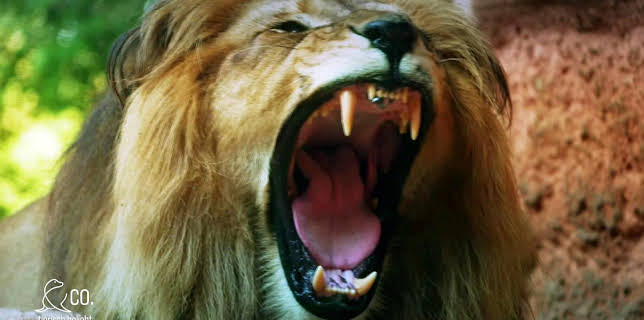 17:10: Seelöwe & Co. - tierisch beliebt (19) | Radio Bremen | 1/27 2026