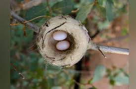Animal Homes, Season 1: The Nest