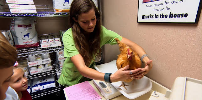 15:00: Dyrlegen i Rocky Mountain (S2 E4) (S2) | Animal Planet | 11/6 2025