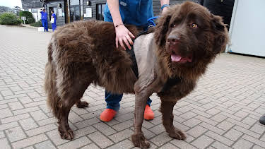 5:00 PM: The Supervet: Noel Fitzpatrick (S5 E18) (S5) | W | 4/5 2026
