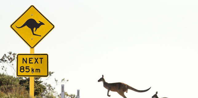 11:50: Abenteuer Wildnis | BR Fernsehen | 1/23 2026