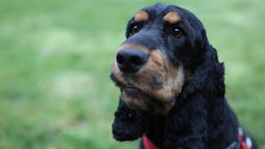 5:00 PM: The Supervet: Noel Fitzpatrick (S5 E9) (S5) | W | 1/11 2026