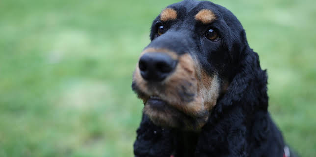4:00 PM: The Supervet: Noel Fitzpatrick (S5 E9) (S5) | W | 1/11 2026