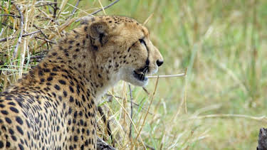 11:45 PM: Savage Kingdom (S3 E4) (S3) | Nat Geo Wild | 10/20 2026