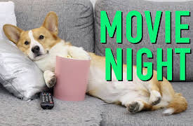 Topi the Corgi: Simple Movie Night