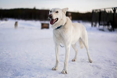 09:54: Abenteuer Lappland - Die Husky-Tour des Lebens (3/3) | 3SAT | 6/7 2026