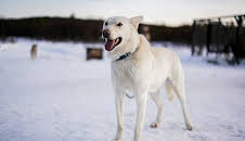 Abenteuer Lappland - Die Husky-Tour des Lebens (3/3)