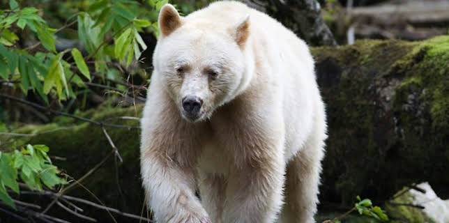 Search for the Ghost Bears