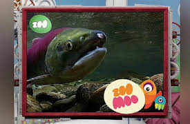 Animal All Stars: Super Swimmers