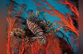 The National Geographic Guide to Landscape and Wildlife Photography: Photographing Life in the Sea