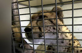 Animal Airport: Episode 5