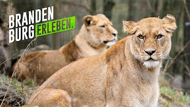 20:15: 30 Ausflüge in Brandenburgs Tierwelt | RBB Fernsehen | 10/2 2026