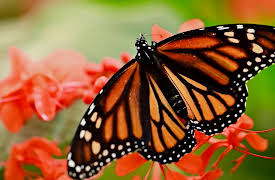 Animal DNA: A Miniature Marvel