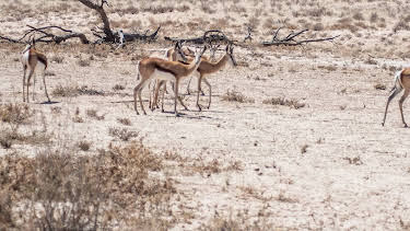 14:45: El reino letal de África: Desiertos | Nat Geo Wild | 8/23 2025