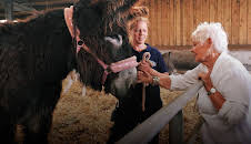 The Yorkshire Vet: A Donkey for Christmas (1)