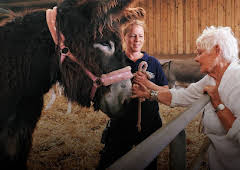 The Yorkshire Vet: A Donkey for Christmas