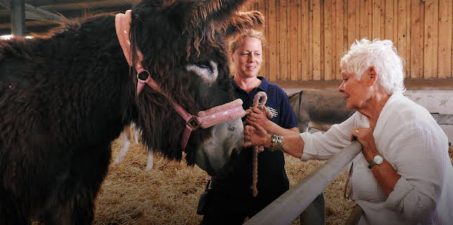 The Yorkshire Vet: A Donkey For Christmas